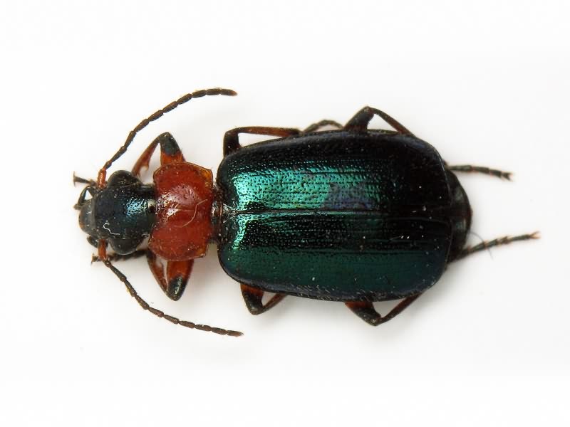 Lamprias cyanocephalus (Linnaeus, 1758)